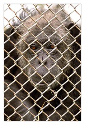 20080108161221-chimpance.jpg